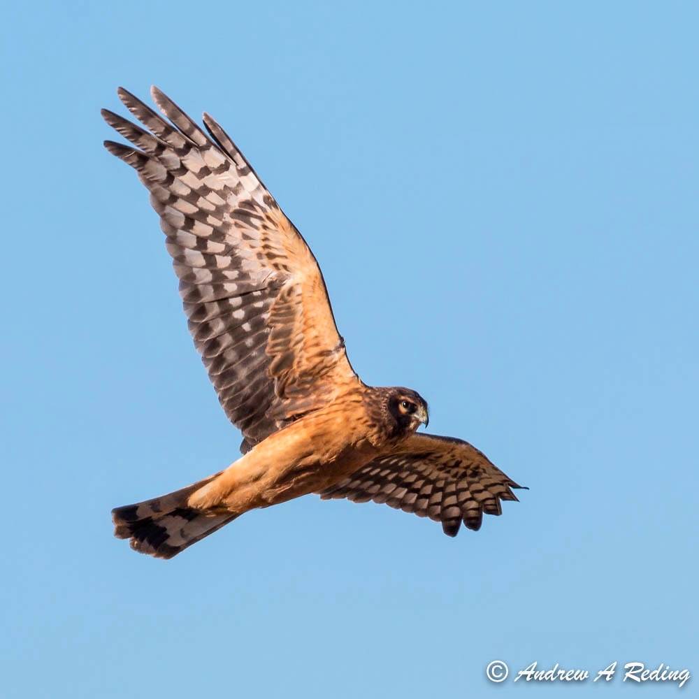 juvenile northern harrier in flight by Andrew Reding is licensed under CC BY-NC-ND 2.0.